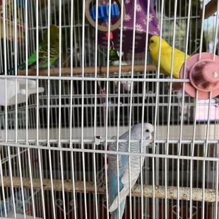 Cute lil birdies outside