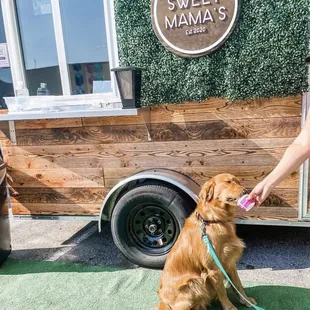 Dogs love our ice cream too!