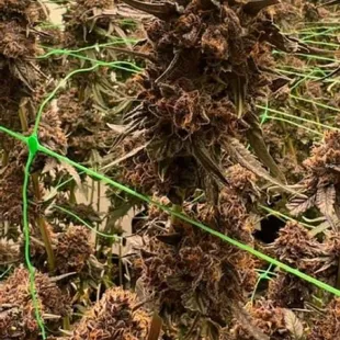 Call or text for fresh list of flowers