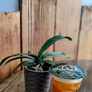 Sweet pops