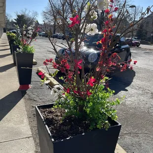 a planter with flowers and a fire hydrant