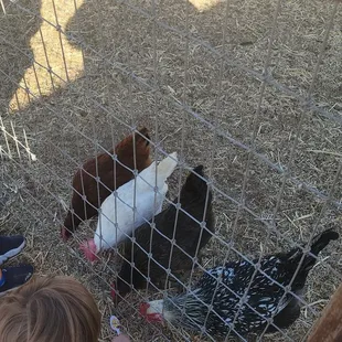 Feeding the chickens