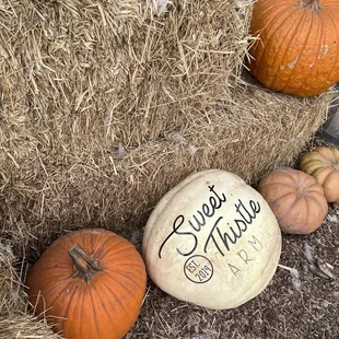 Pumpkin/hay bale photo opportunities throughout