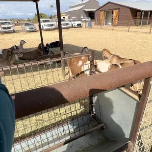 Goats-they have goat cheese tasting too