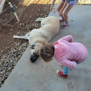 This dog is named Blake Shelton. He is such a sweetheart.