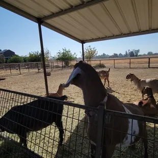 Petting the goats