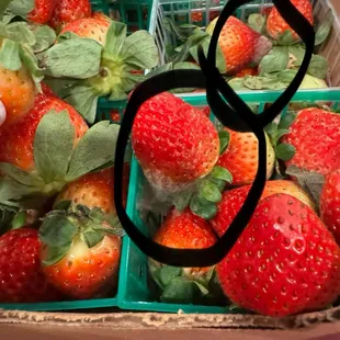 MOLD ON STRAWBERRIES