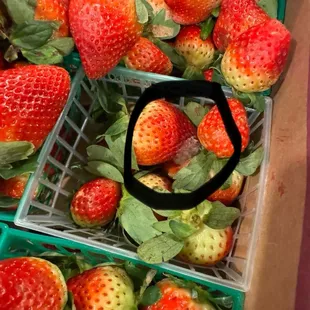 MOLD ON STRAWBERRIES