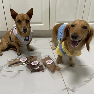 two dogs in a kitchen
