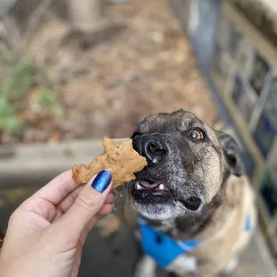 a person feeding a dog