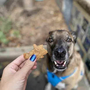 a hand holding a dog's biscuit
