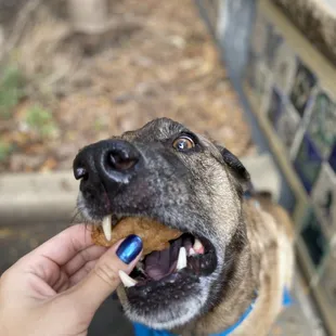 a person feeding a dog