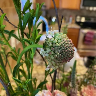 Underwhelming droopy flower