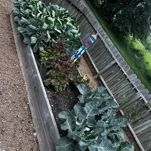 Garden with Collards Kale and Lettuce.