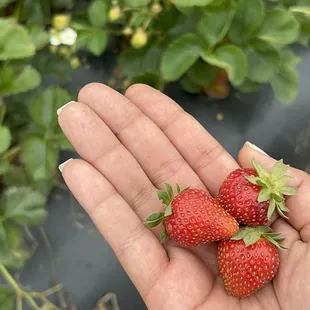 Strawberries
