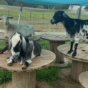 Goats!