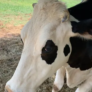 Cow on the farm