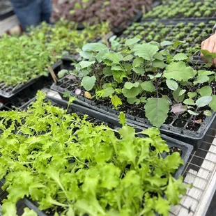 several trays of lettuce