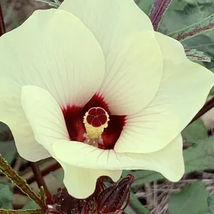 Edible Hibiscus ... beside looking gorgeous the petals were tasty on a salad!