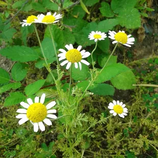 Found these growing on the entry path.