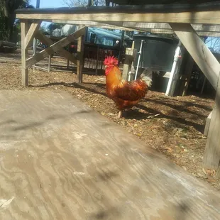 Chicken at Sweetwater