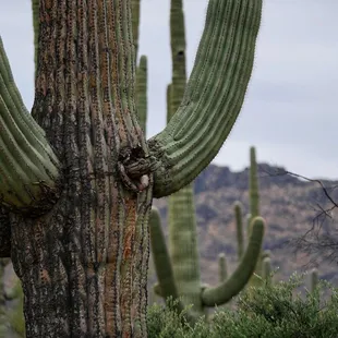 Wildflowers ridge trail