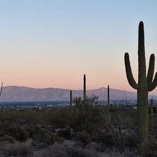 View toward downtown Tucson from Red Tail loop trail