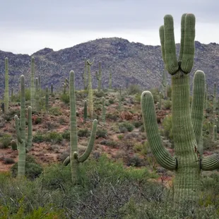 Wildflower Ridge Trail
