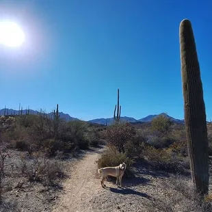At the start of the saguaro vista trail heading NW