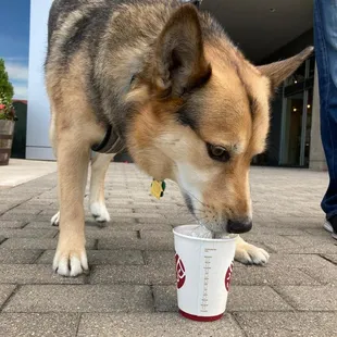 dog friendly coffee shops columbus oh
