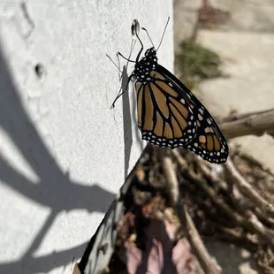 a monarch butterfly resting on a wall