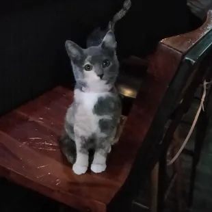 Having a beer with GIGI the kitten!