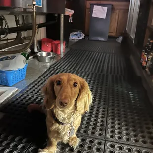 a dog sitting on the floor