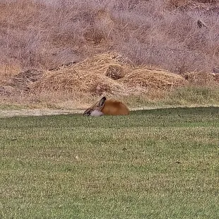 Fox
