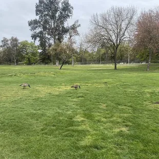 The local inhabitants