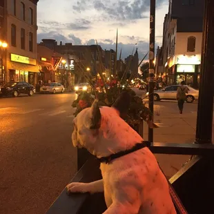 a dog looking out a window at a city street