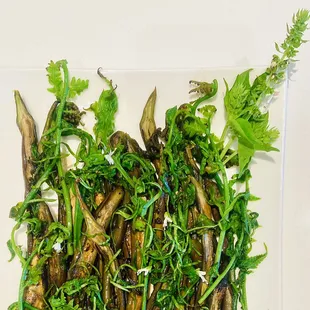 Eggplant &amp; local fern