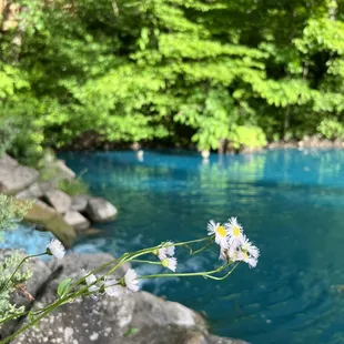 wildflowers growing near a river