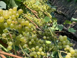 Heritage Vineyard