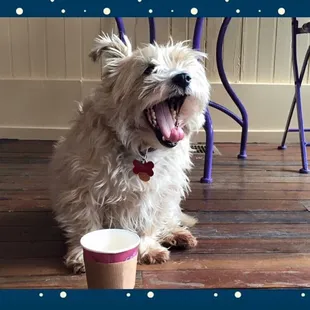 Pets are always welcome at Swiss Perks!!