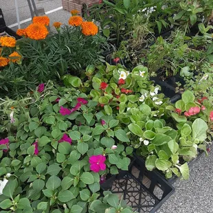 a variety of flowers