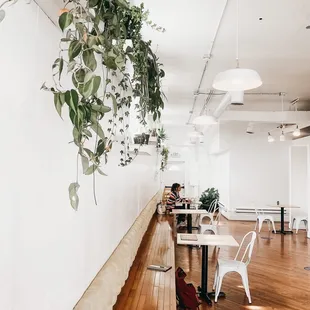 a plant hanging from the ceiling