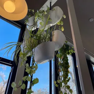 awesome plants