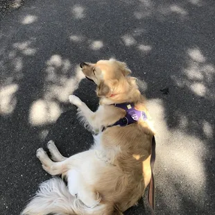 Lola taking a break in the shade