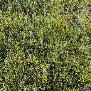 April 1. A few flowers.