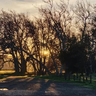 December sunrise at the entrance to Sycamore Grove Park
