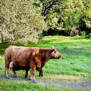 Can u spot the calf?