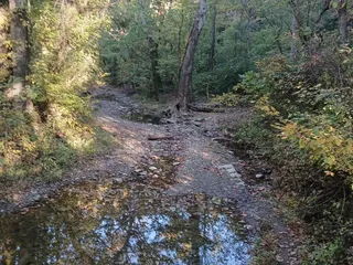 California Woods