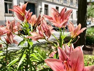 Piatt Park