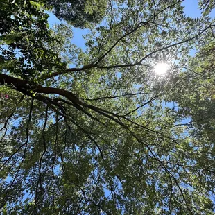 the sun shining through the trees